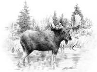 HB-2274-4 - Moose