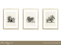 TH-24-033-Oak Tree Etchings